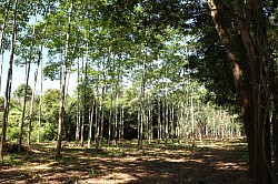 ภาพที่ดินก่อนการพัฒนา ณ ศูนย์ปฏิบัติธรรมแก้วระนอง จ.ระนอง